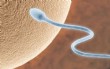 Calidad de espermatozoides disminuye a nivel mundial