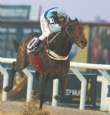 Soy Libriano compite hoy en Nad al Sheba