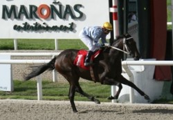 "Stud Book" base de la jornada dominical