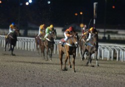 Potri Miswaki, en su m�xima expresi�n