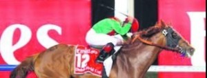 Animal Kingdom, crack todoterreno